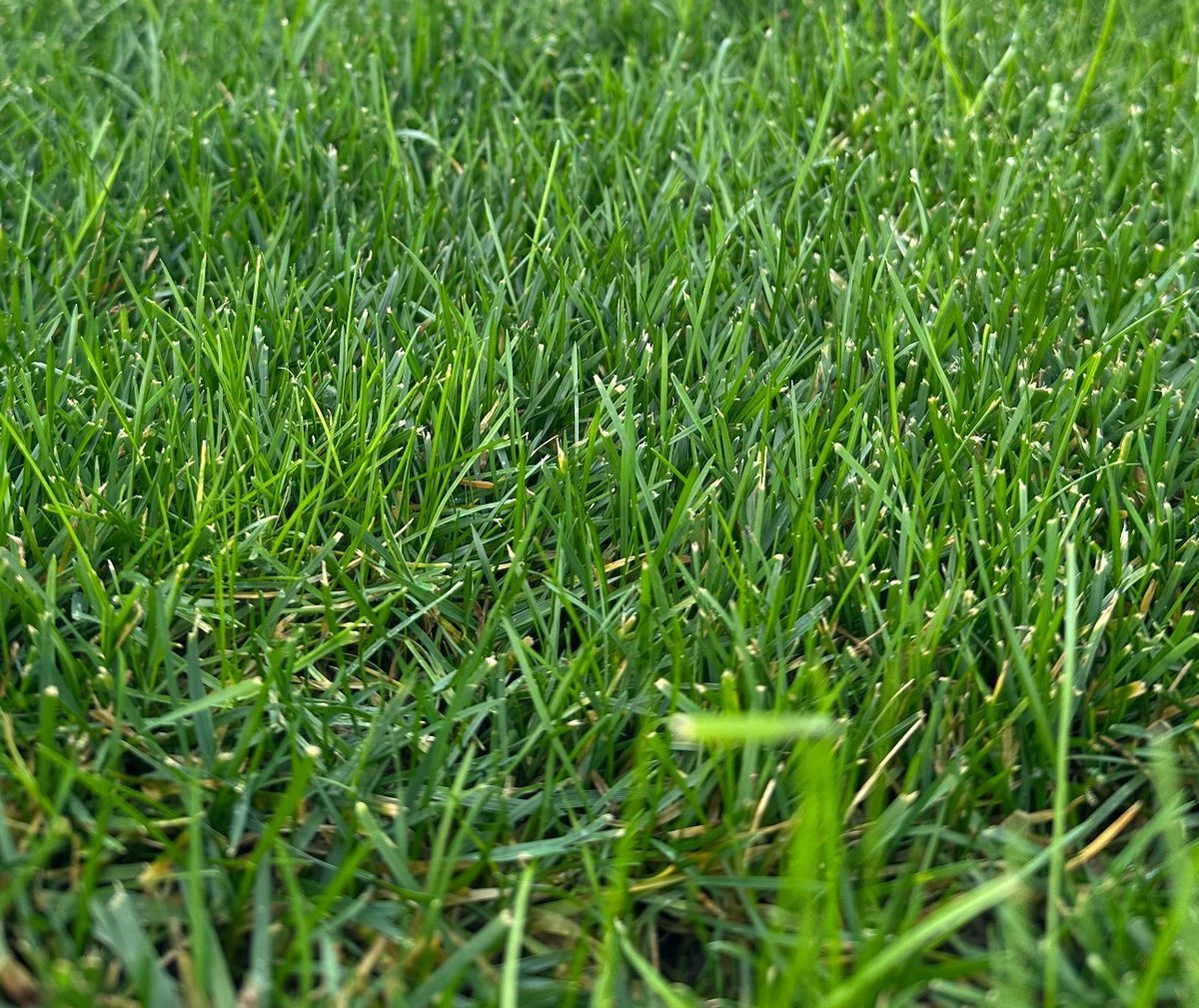 Après : gazon plus vert