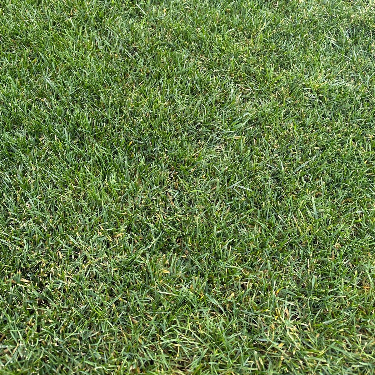 Avant : jaunissement