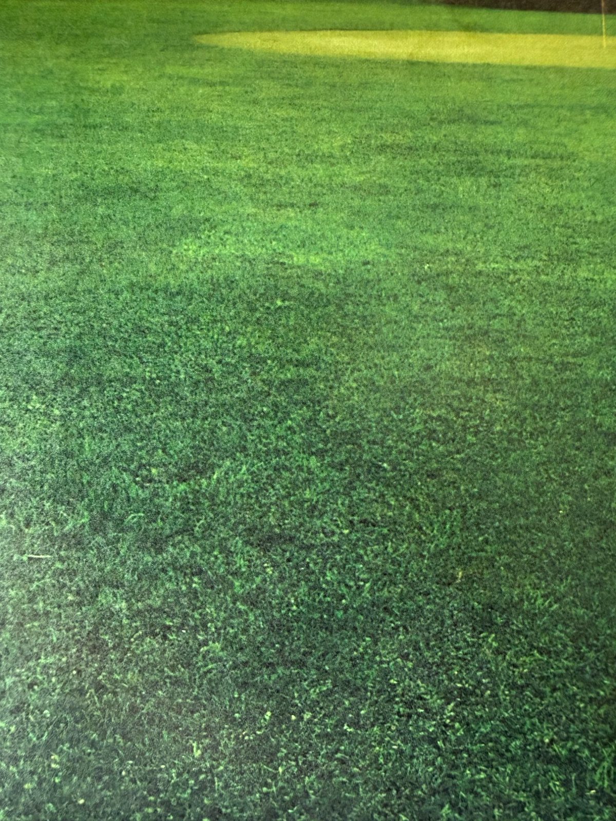 Terrain sportif après traitement ChloroTerre Pro — densité homogène, couleur régulière, tenue