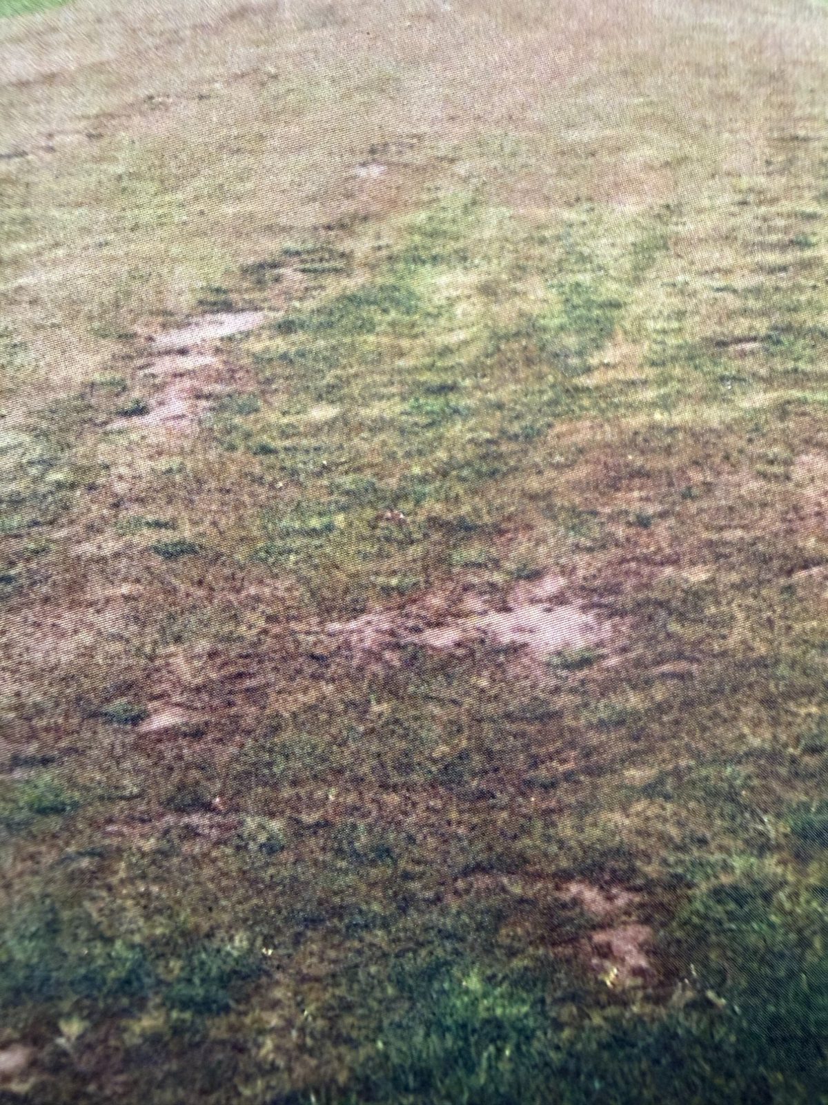 Terrain sportif avant traitement — zones faibles, irrégularité de densité et couleur