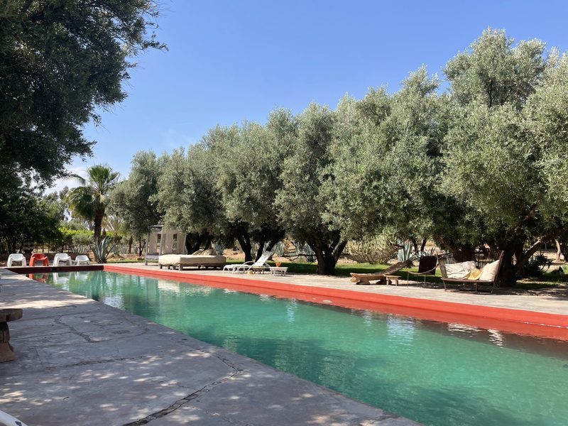 Bacs et contenants Pyrénées-Orientales 66 — palmiers, agrumes, exotiques