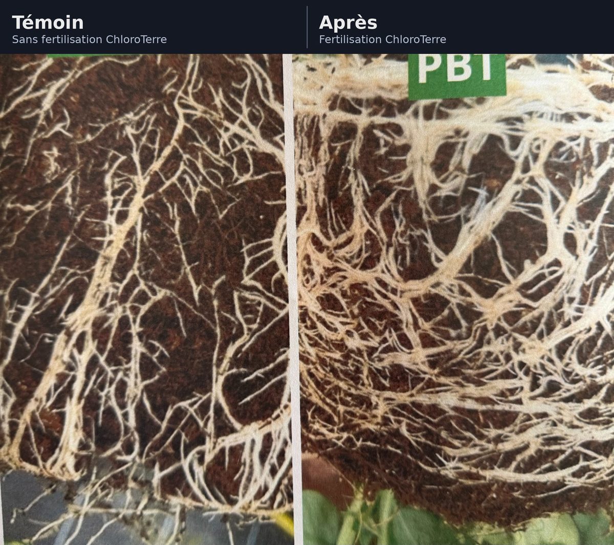 Comparatif développement racinaire : témoin vs ChloroTerre Pro — même sol, même durée